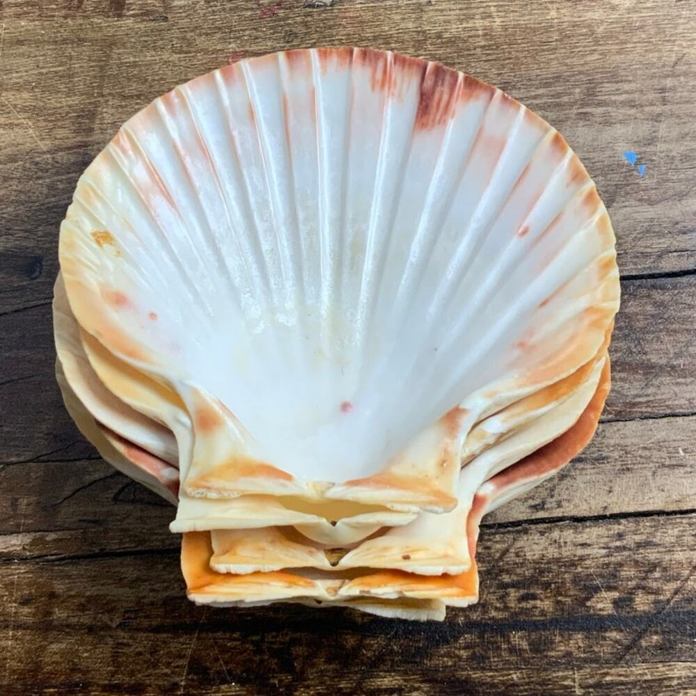 Mid Century Natural Shell‎ Appetizer Plates set of 5